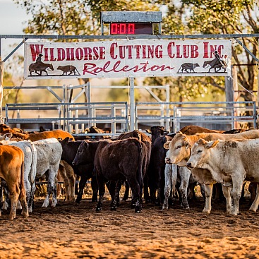 Wildhorse Cutting 2020