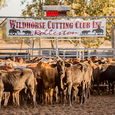 Wildhorse Cutting Futurity and Championship Show 2021