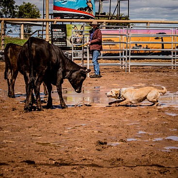 Comet River Working Dog Trials Qld Championships