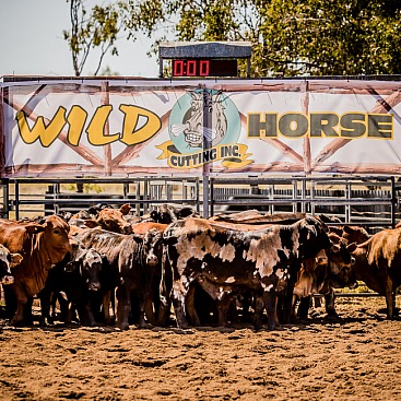 Wildhorse Cutting Silver Jubilee Futurity & Championship Show 2022